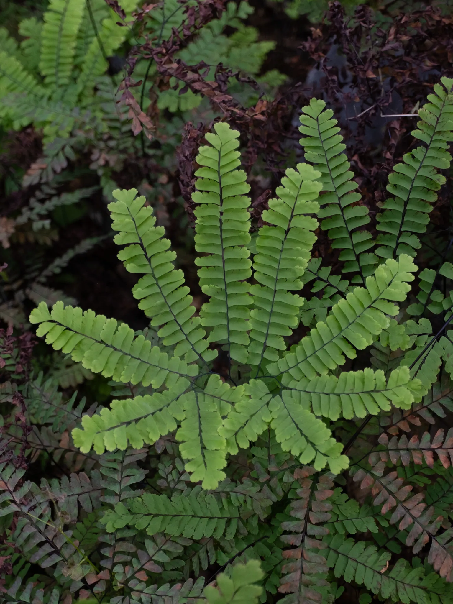 Western Maidenhair Fern (Adiantum Pedatum) — The fronds emerge from slender, black stems that provide a striking contrast to the lush, green foliage, image 64