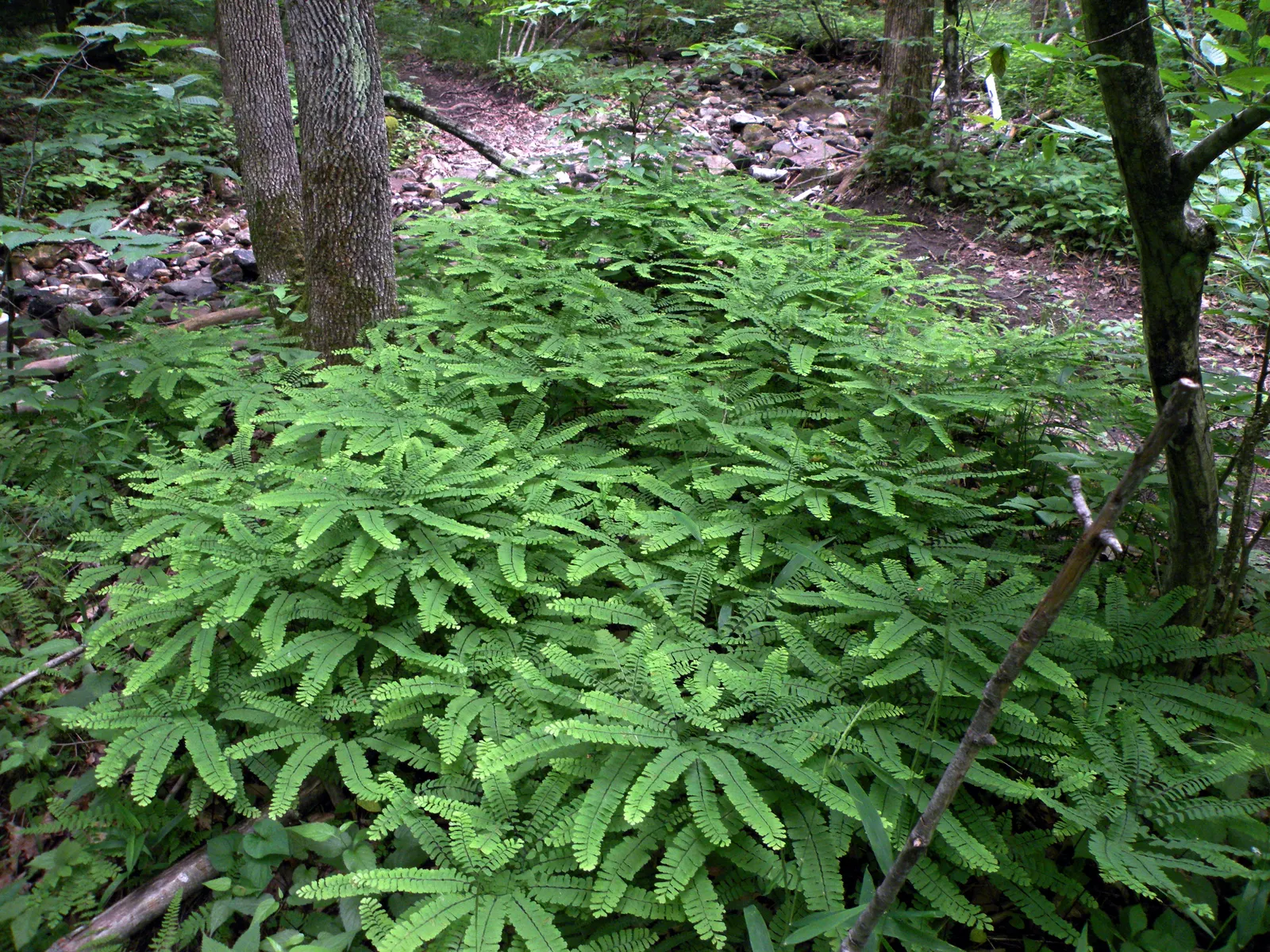 Western Maidenhair Fern (Adiantum Pedatum) — Its wiry, black stems elegantly contrast with the light green, lobed leaflets; fern / ground cover for deep shade