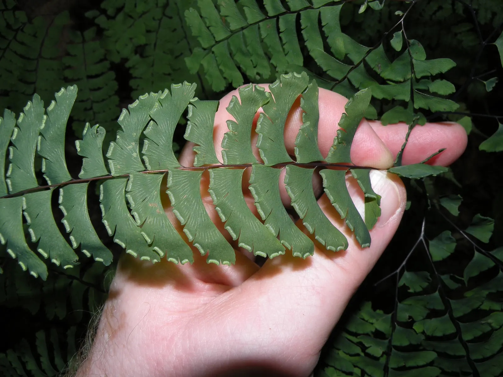 Western Maidenhair Fern (Adiantum Pedatum) — rounded leaflets known as pinnules; it offers high aesthetic value with minimal care requirements, image 80