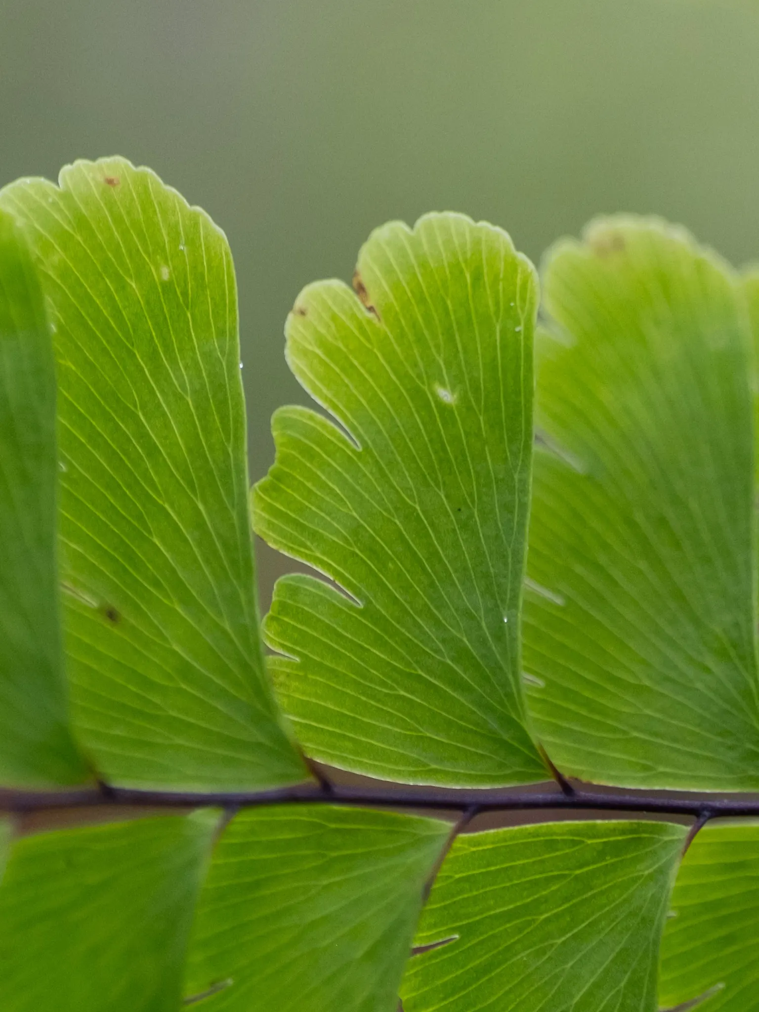 Western Maidenhair Fern (Adiantum Pedatum) — Its wiry, black stems elegantly contrast with the light green, lobed leaflets; fern / ground cover for, image 75