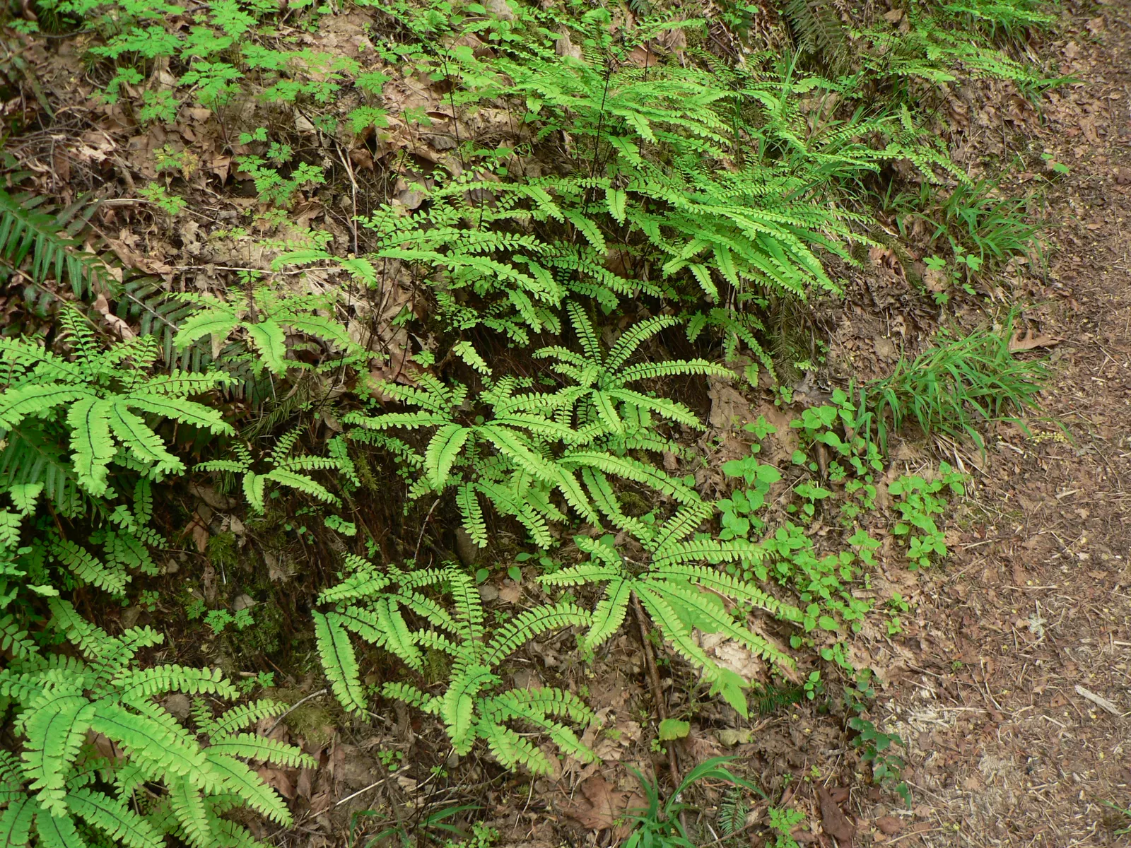 Western Maidenhair Fern (Adiantum Pedatum) — fan-shaped fronds that add a textured and airy aesthetic to any garden