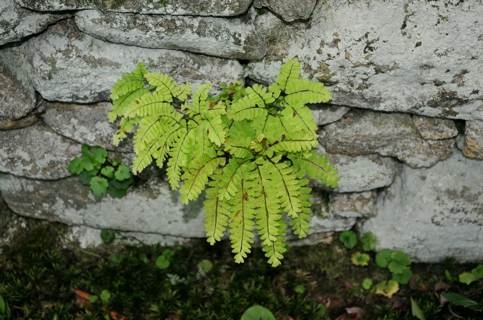Western Maidenhair Fern (Adiantum Pedatum) — radiating fronds which can reach up to 18 inches in height; the fern's fronds exhibit a graceful arch, image 38