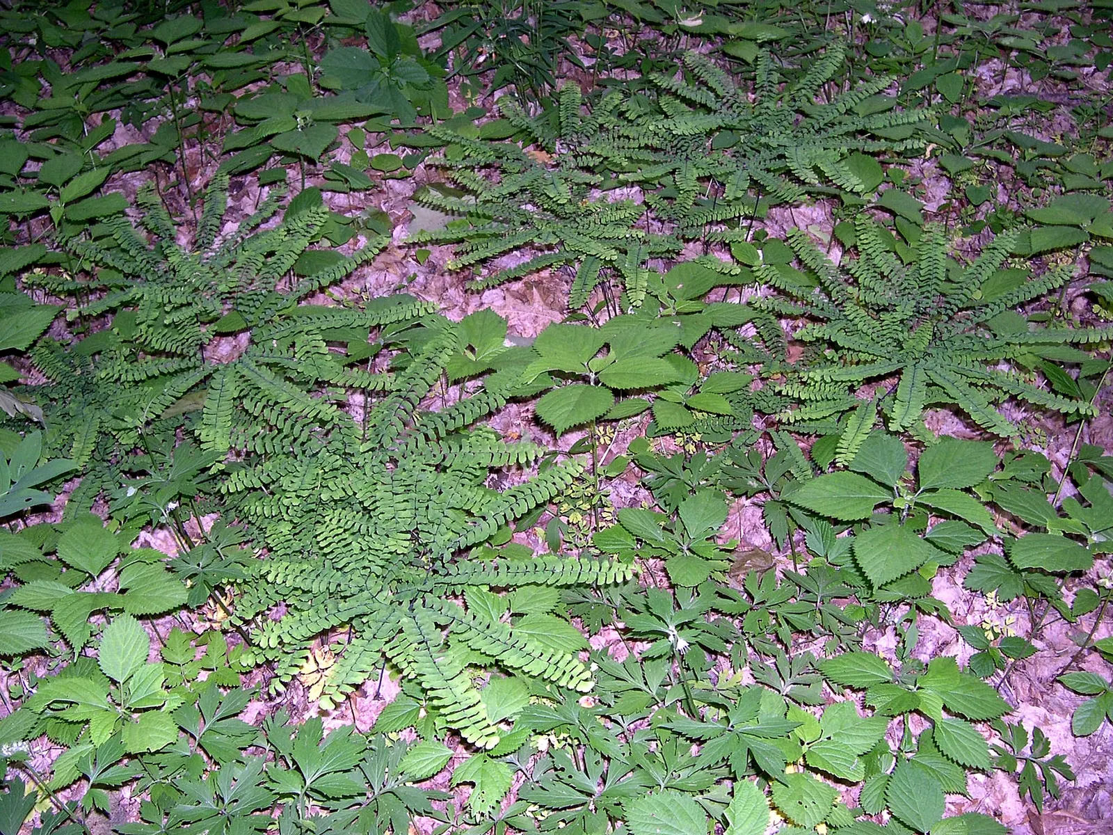 Western Maidenhair Fern (Adiantum Pedatum) — and enhance woodland settings; ideal for woodland gardens, it adds a feathery, graceful texture to shaded