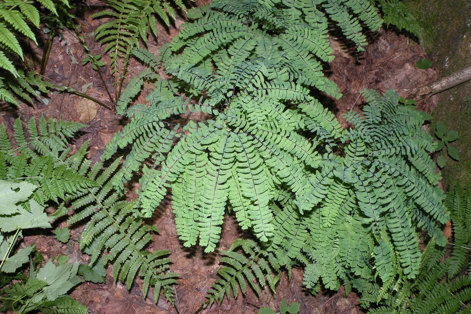 Western Maidenhair Fern (Adiantum Pedatum) — They prefer moist, well-drained soil rich in organic matter, with a slightly acidic to neutral pH, image 48