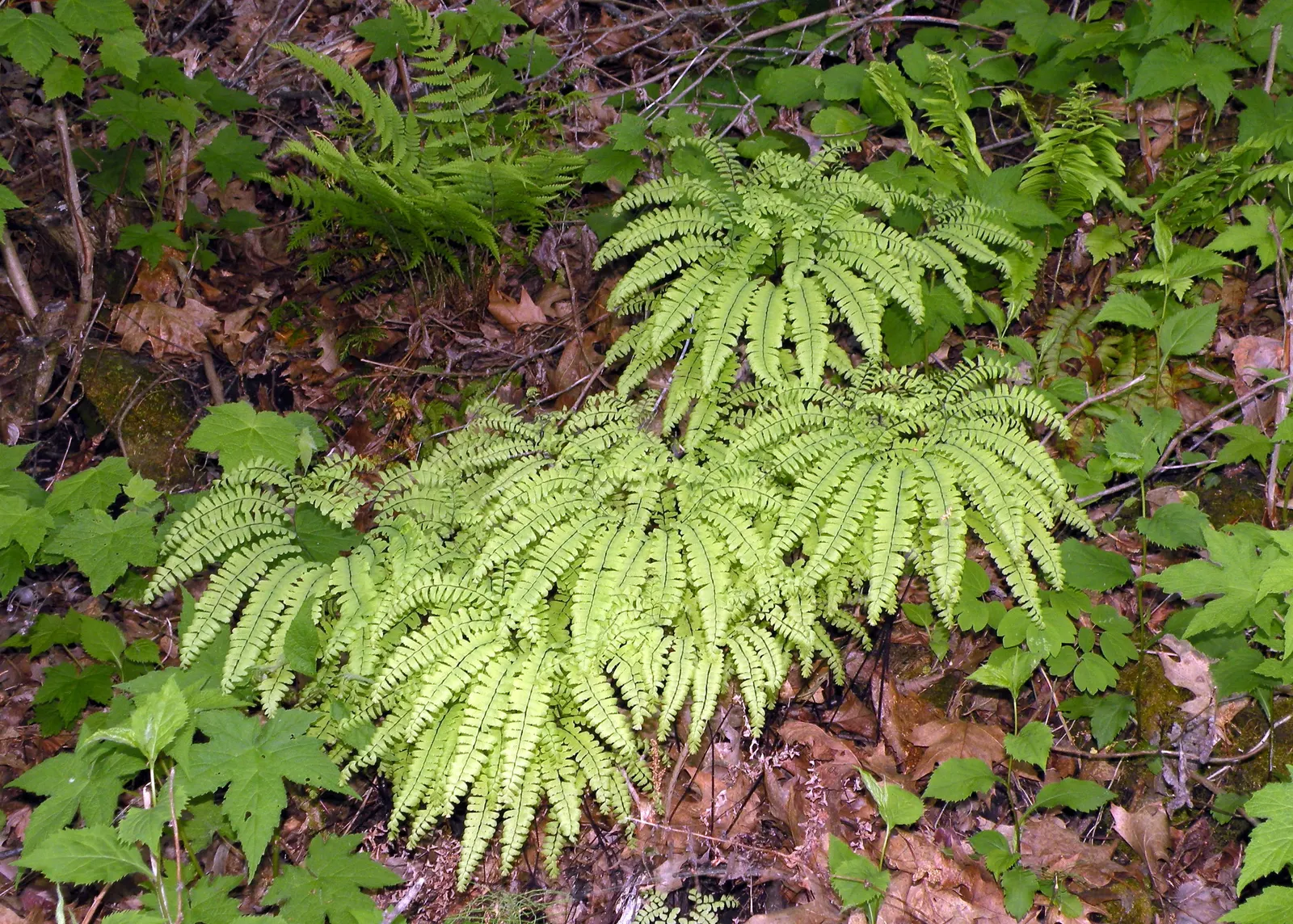 Western Maidenhair Fern (Adiantum Pedatum) — deciduous fern known for its fan-shaped; thriving in USDA zones 3-8, it prefers moist, well-drained soil with