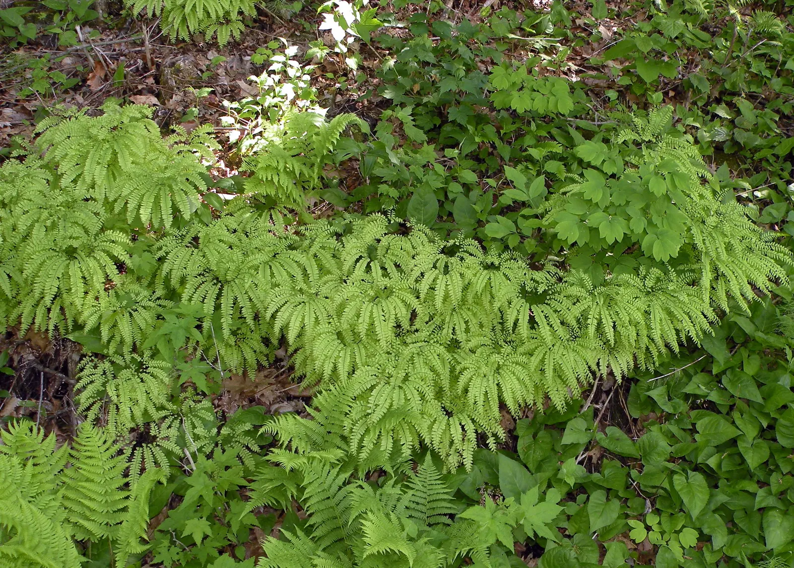 Western Maidenhair Fern (Adiantum Pedatum) — scientifically known as Adiantum pedatum; its wiry, black stems elegantly contrast with the light, image 42