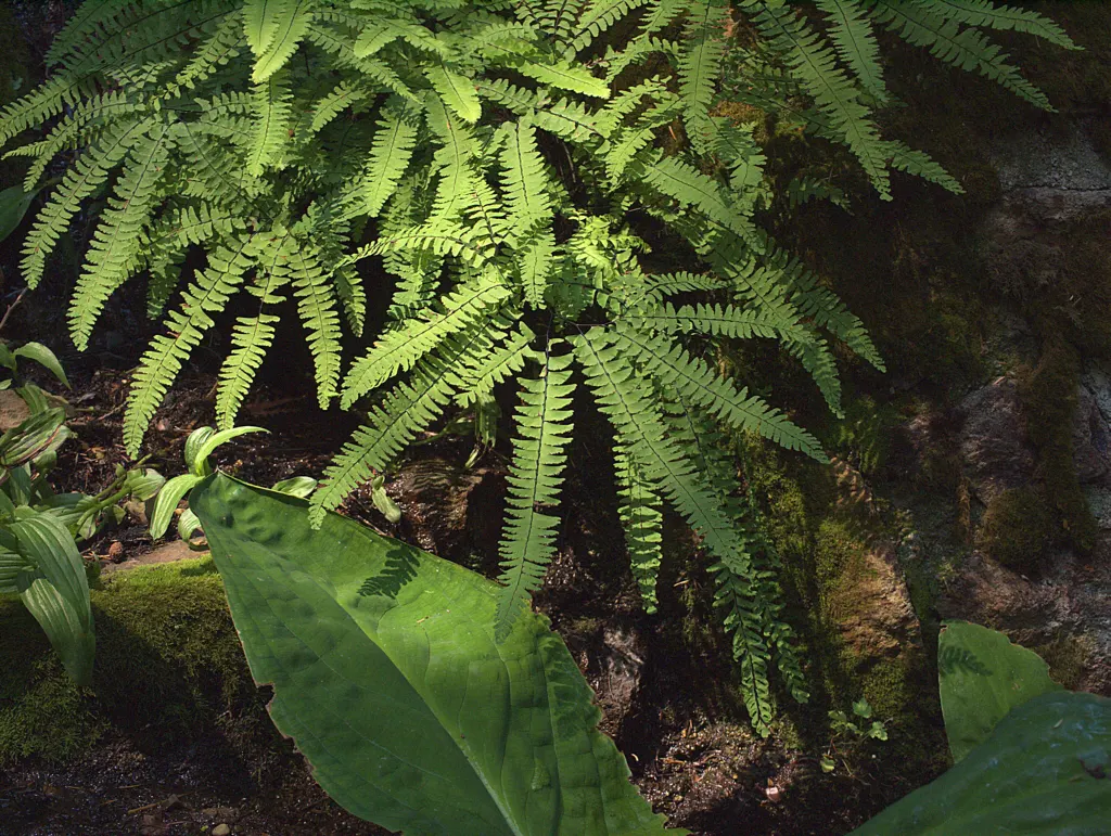 Western Maidenhair Fern (Adiantum Pedatum) — it offers high aesthetic value with minimal care requirements; rounded leaflets known as pinnules, image 53