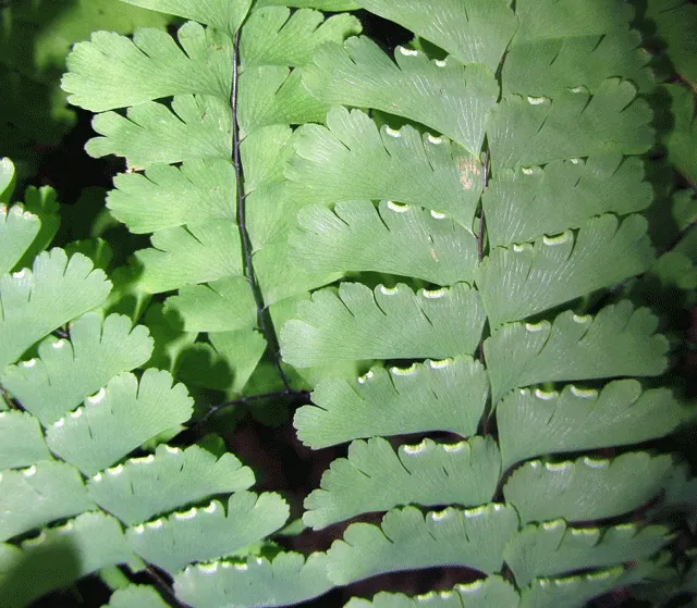 Western Maidenhair Fern (Adiantum Pedatum) — As a low-maintenance and deer-resistant species; deciduous fern known for its fan-shaped, image 52