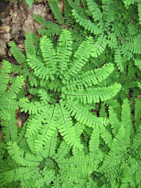 Western Maidenhair Fern (Adiantum Pedatum) — Its wiry, black stems elegantly contrast with the light green, lobed leaflets