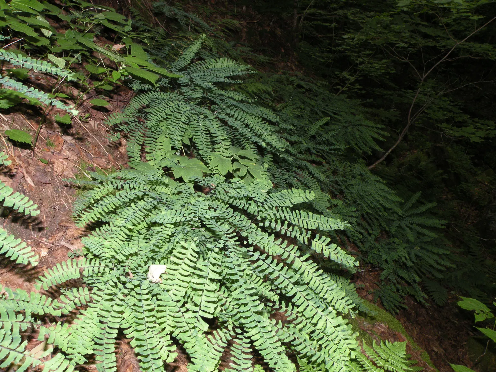 Western Maidenhair Fern (Adiantum Pedatum) — As a low-maintenance and deer-resistant species; deciduous fern known for its fan-shaped, image 70