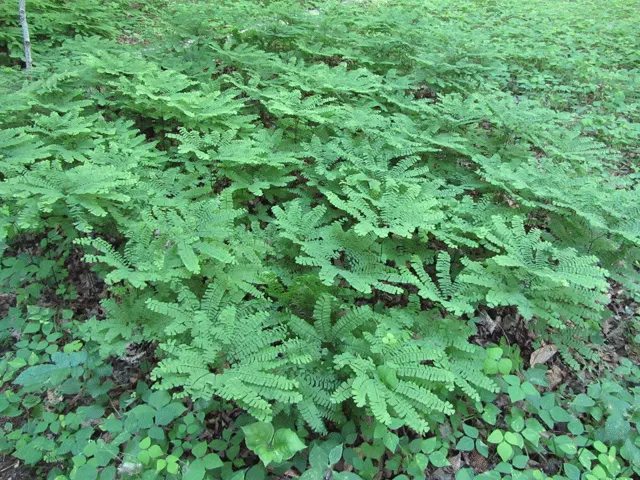 Western Maidenhair Fern (Adiantum Pedatum) — The fronds emerge from slender, black stems that provide a striking contrast to the lush, green foliage, image 46