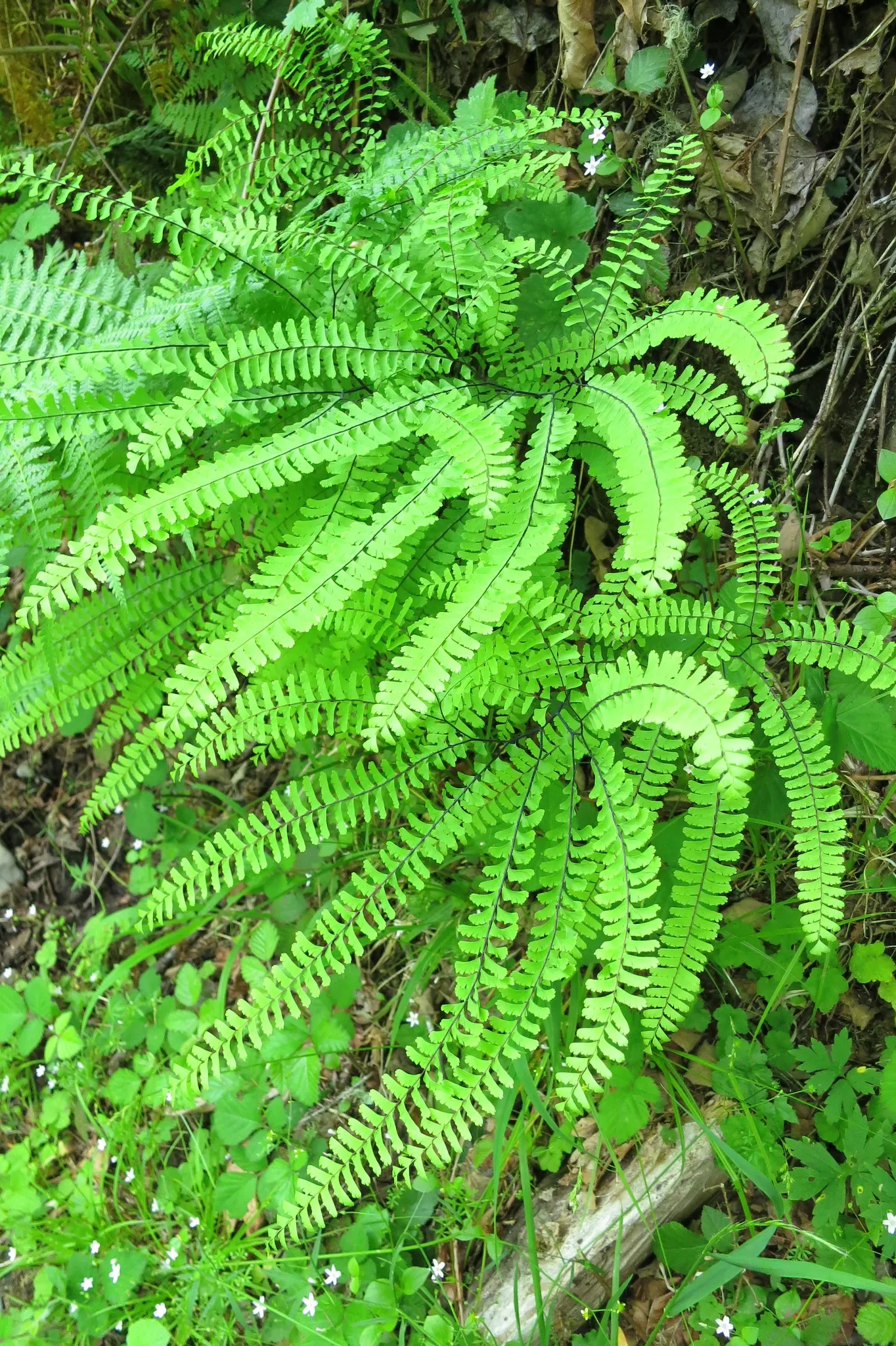 Western Maidenhair Fern (Adiantum Pedatum) — and enhance woodland settings; ideal for woodland gardens, it adds a feathery, graceful texture to, image 68