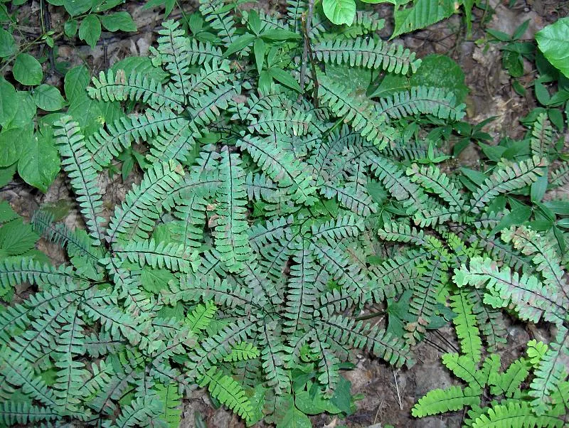 Western Maidenhair Fern (Adiantum Pedatum) — fan-shaped fronds that add a textured and airy aesthetic to any garden; the fronds emerge from slender, black