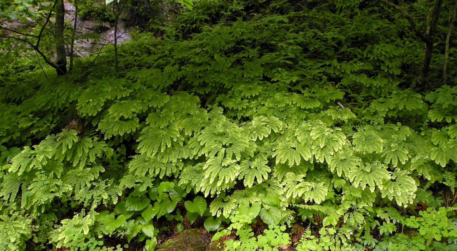 Western Maidenhair Fern (Adiantum Pedatum) — scientifically known as Adiantum pedatum; its wiry, black stems elegantly contrast with the light, image 60