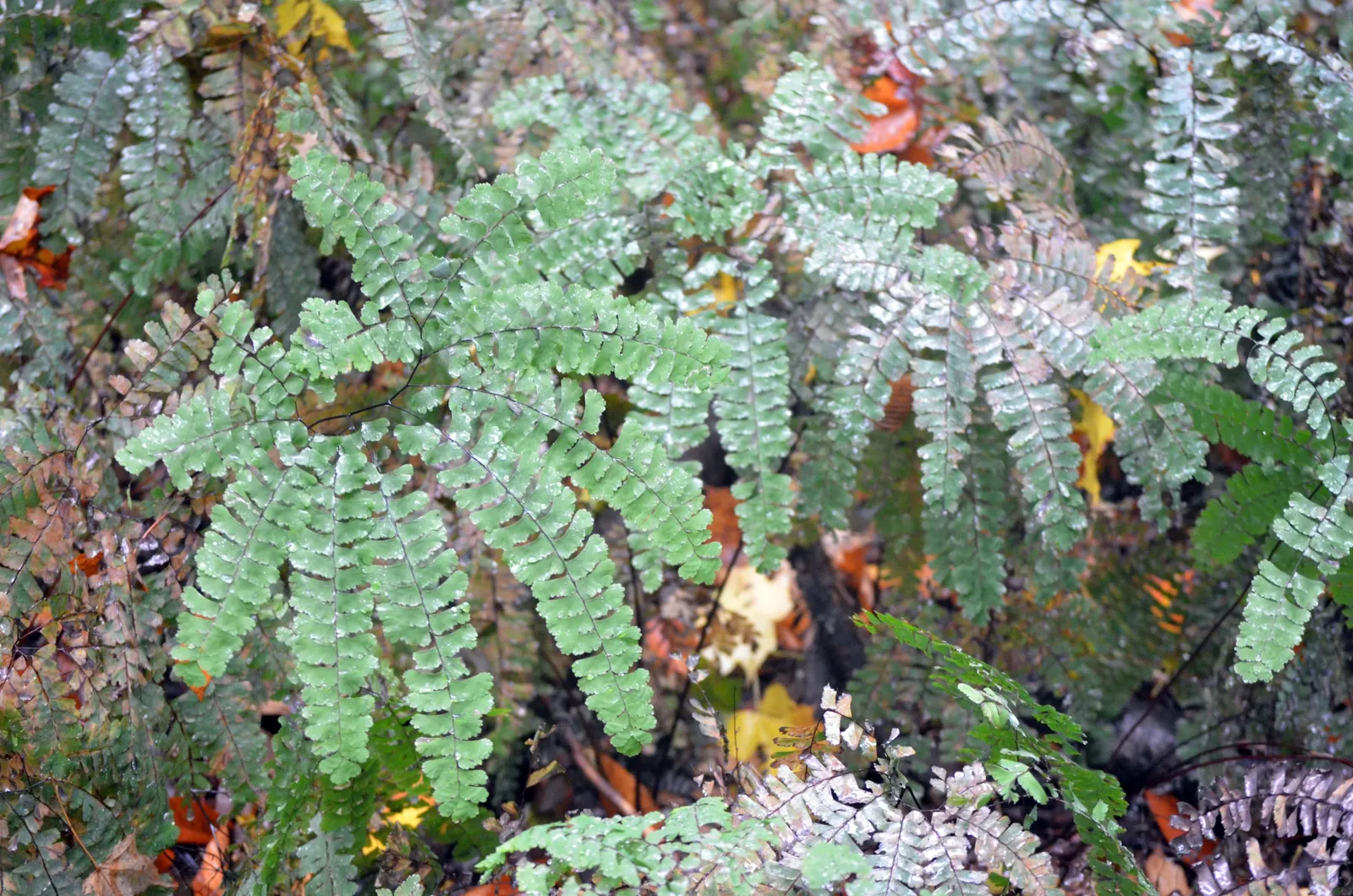 Western Maidenhair Fern (Adiantum Pedatum) — The fronds emerge from slender, black stems that provide a striking contrast to the lush, green foliage, image 28