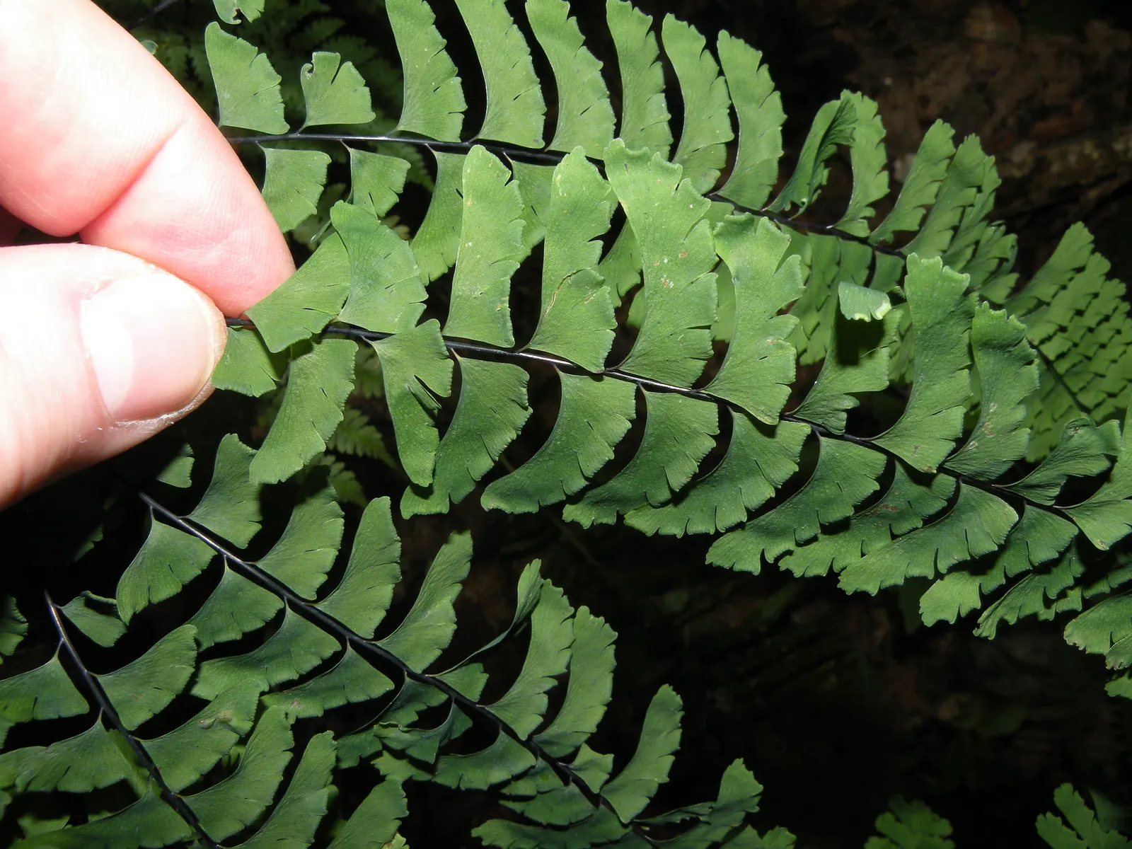Western Maidenhair Fern (Adiantum Pedatum) — and enhance woodland settings; ideal for woodland gardens, it adds a feathery, graceful texture to, image 86