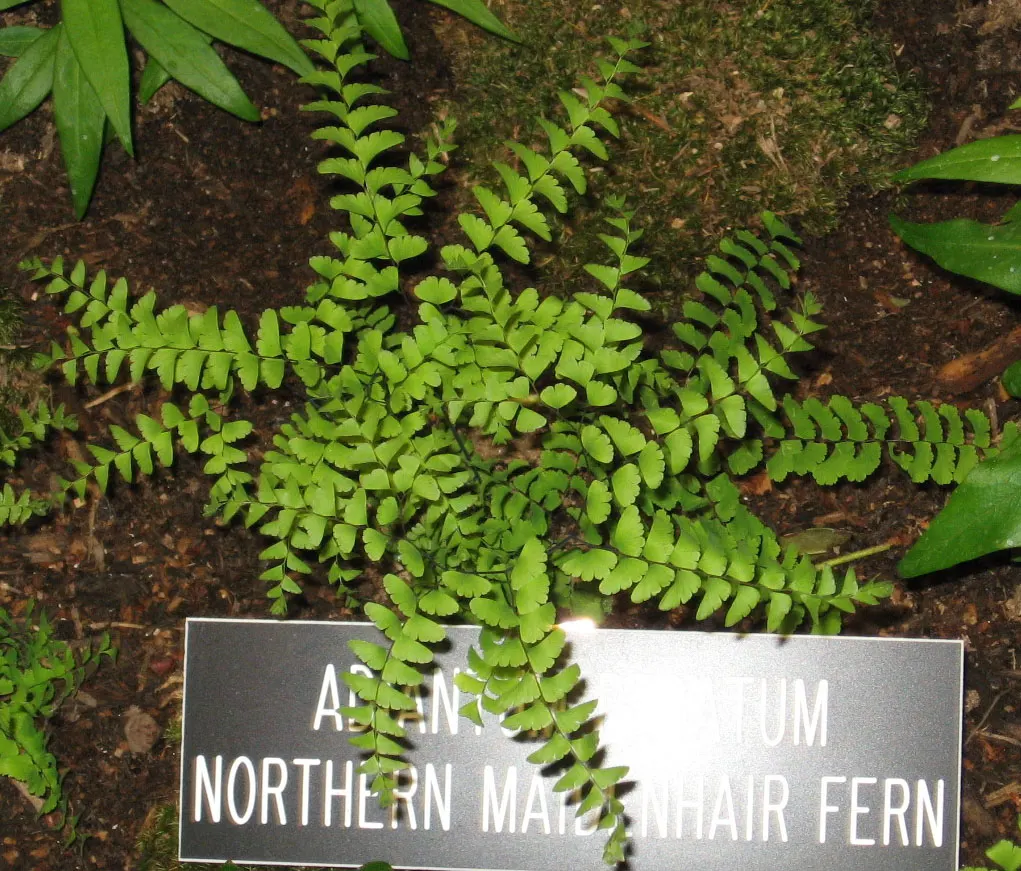 Western Maidenhair Fern (Adiantum Pedatum) — the fern's fronds exhibit a graceful arch; radiating fronds which can reach up to 18 inches in height, image 65