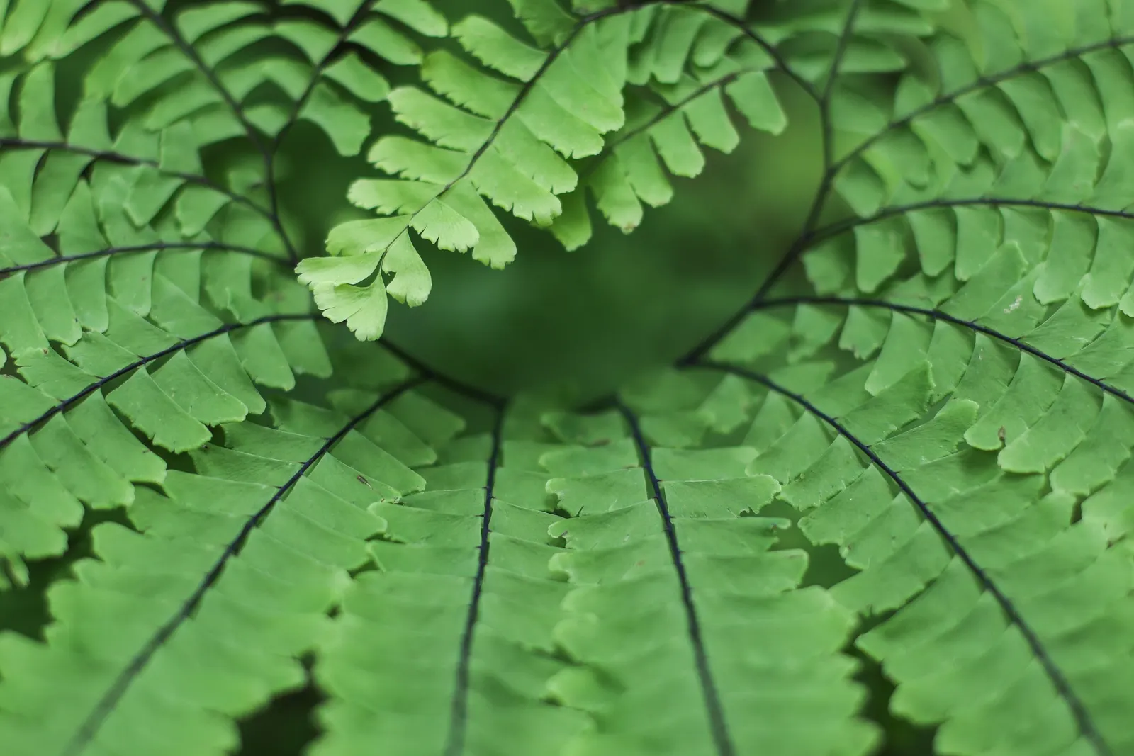 Western Maidenhair Fern (Adiantum Pedatum) — radiating fronds which can reach up to 18 inches in height; the fern's fronds exhibit a graceful arch, image 56