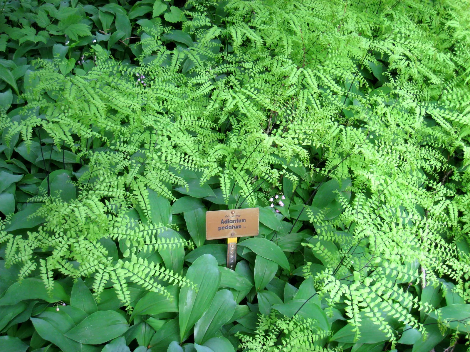 Western Maidenhair Fern (Adiantum Pedatum) — it offers high aesthetic value with minimal care requirements
