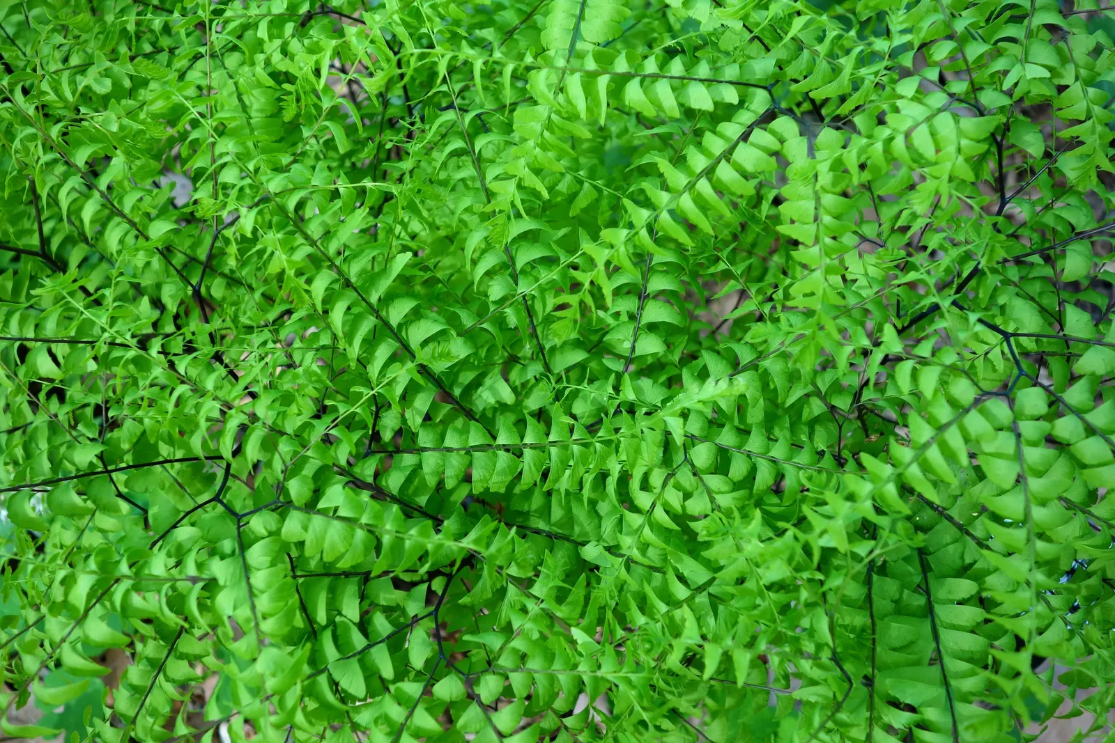 Western Maidenhair Fern (Adiantum Pedatum) — Consistent moisture is crucial, especially in dryer climates or seasons; as a low-maintenance and, image 85