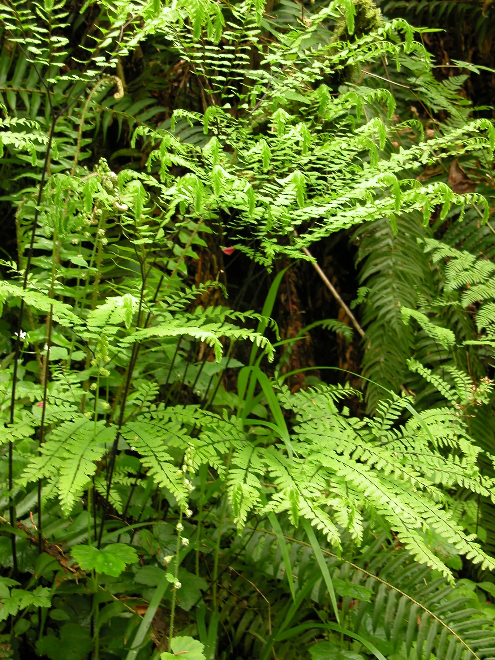 Western Maidenhair Fern (Adiantum Pedatum) — rounded leaflets known as pinnules; it offers high aesthetic value with minimal care requirements, image 44