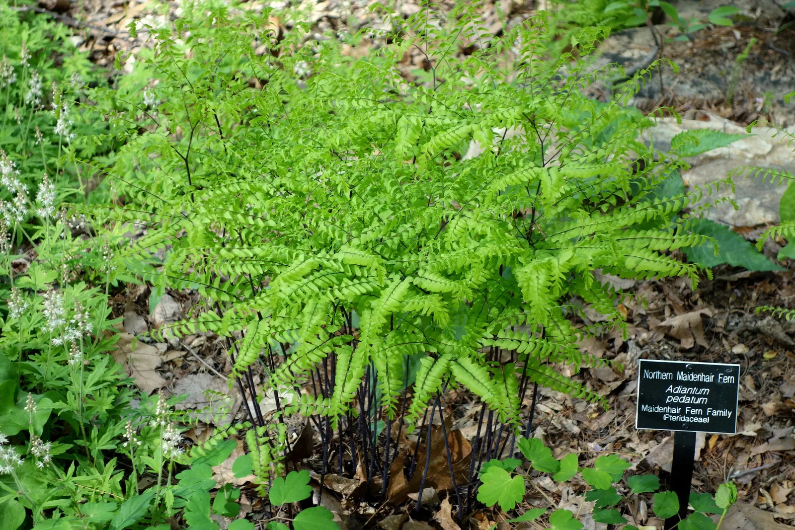 Western Maidenhair Fern (Adiantum Pedatum) — which possess an almost ethereal quality; scientifically known as Adiantum pedatum, image 45