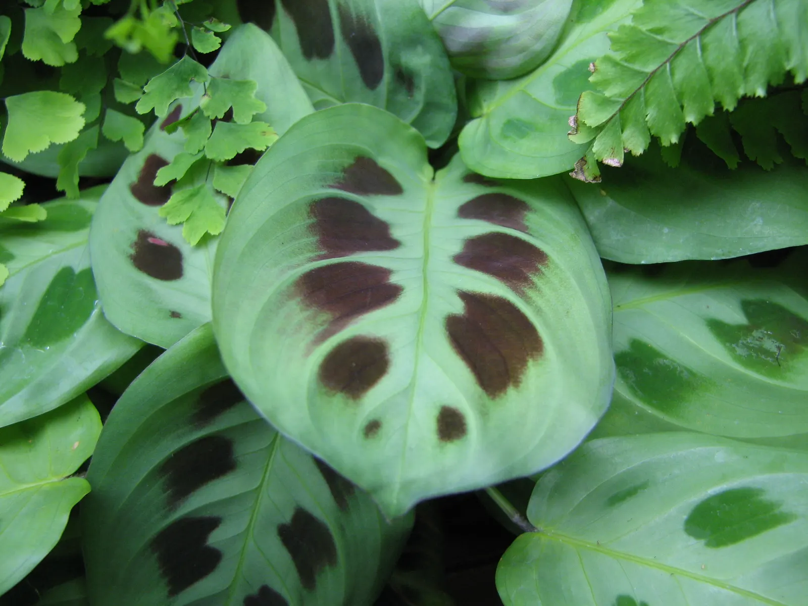 Western Maidenhair Fern (Adiantum Pedatum) — and enhance woodland settings
