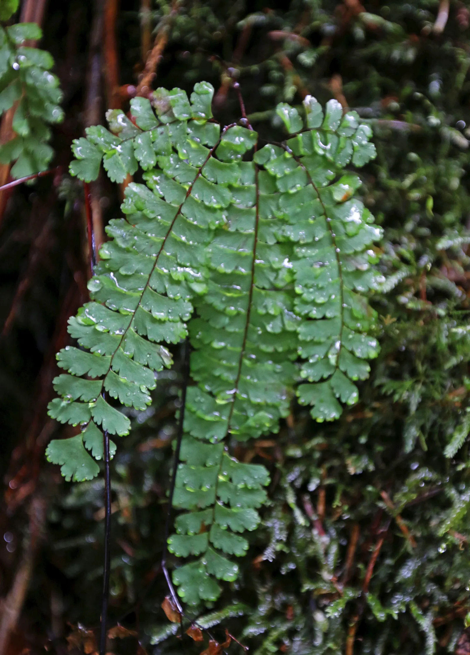 Western Maidenhair Fern (Adiantum Pedatum) — fern / ground cover for deep shade or half or shade; it is an excellent companion to other, image 54