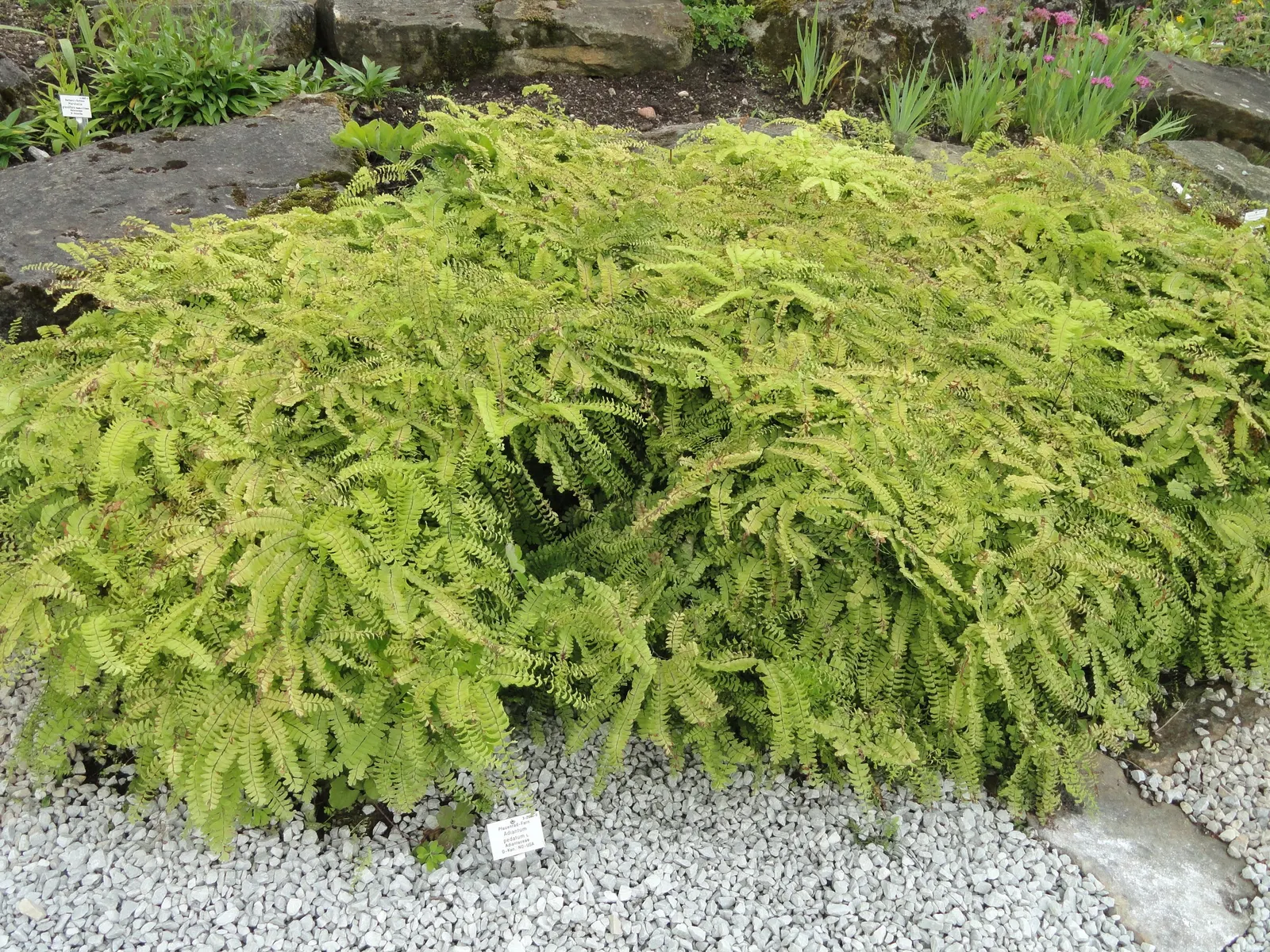 Western Maidenhair Fern (Adiantum Pedatum) — which possess an almost ethereal quality; scientifically known as Adiantum pedatum, image 81