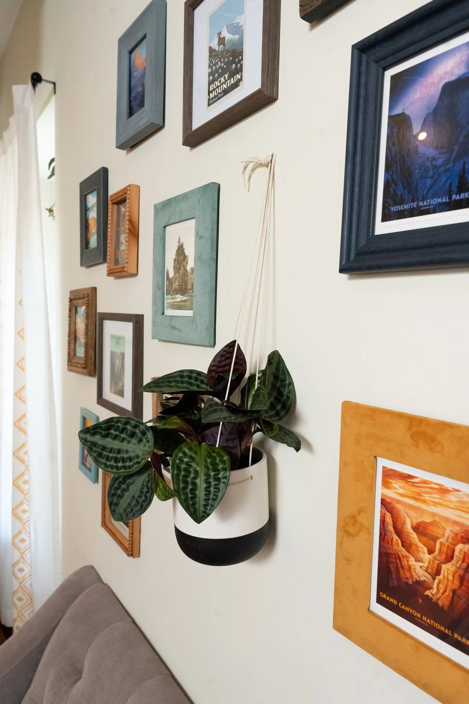 Roxie™ Seersucker Plant (Geogenanthus poeppigii) — The Geogenanthus poeppigii is a tropical houseplant with puckered
