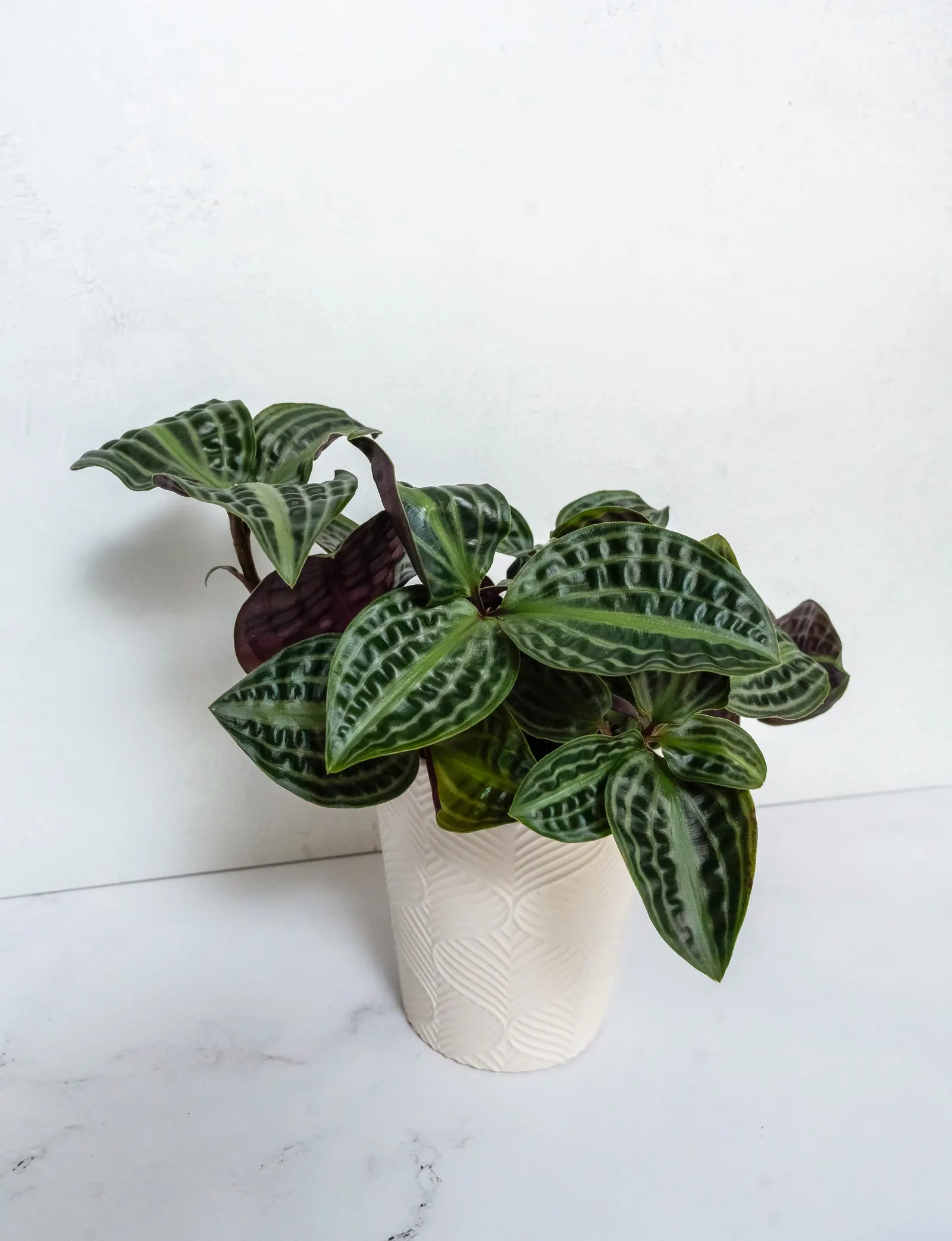 Roxie™ Seersucker Plant (Geogenanthus poeppigii) — seersucker-like leaves striped dark and light green