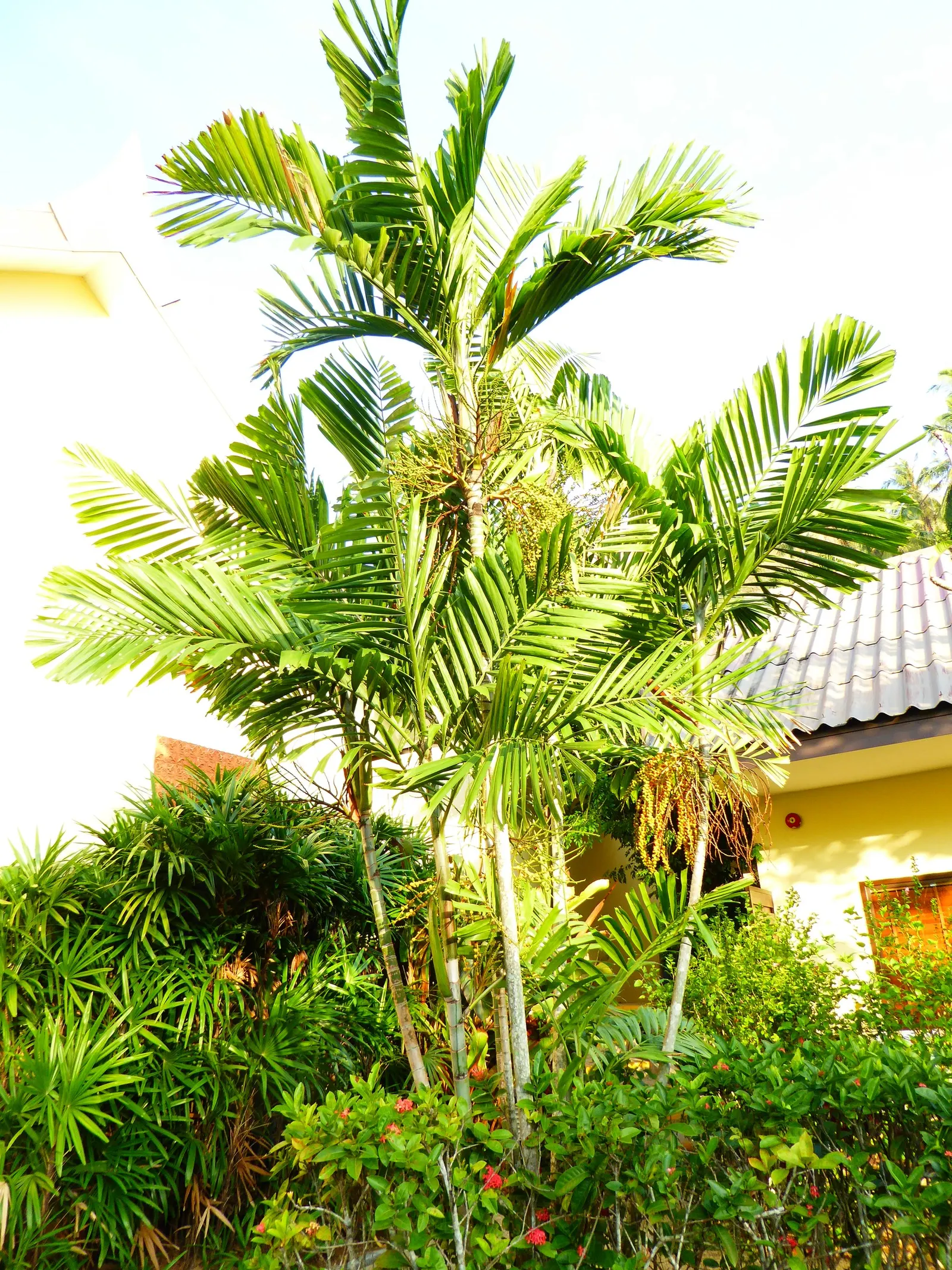 Alexander Palm (Ptychosperma Elegans) — The Alexander Palm (Ptychosperma elegans) is an elegant