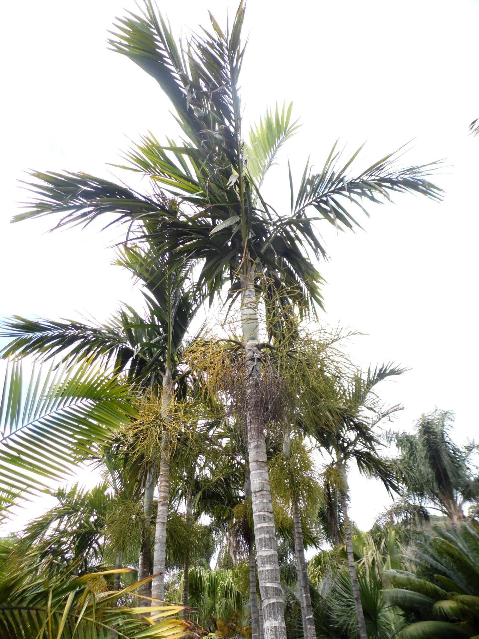 Alexander Palm (Ptychosperma Elegans) — and requires well-drained soil