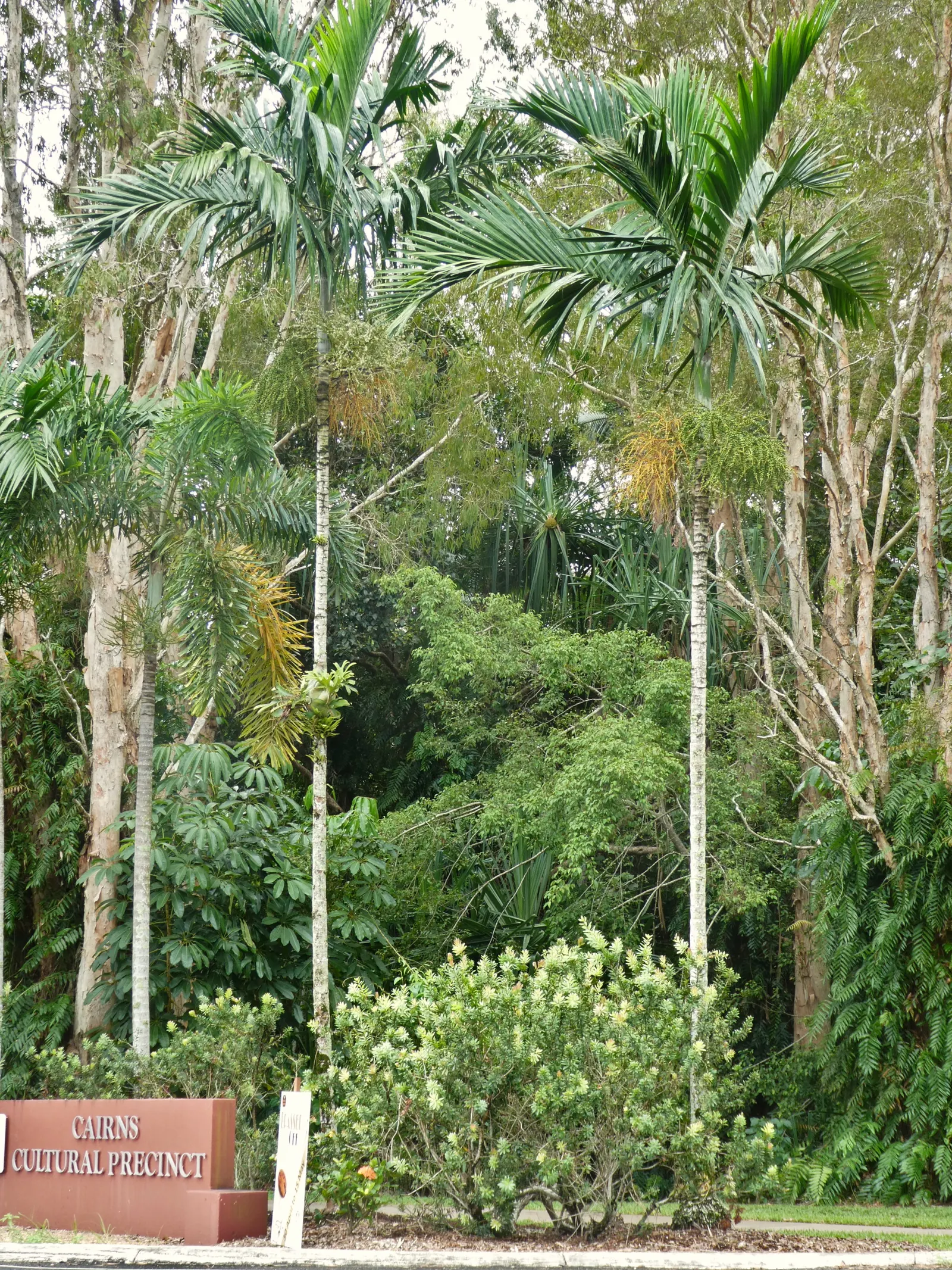 Alexander Palm (Ptychosperma Elegans) — loamy soil and though it is tolerant of partial shade