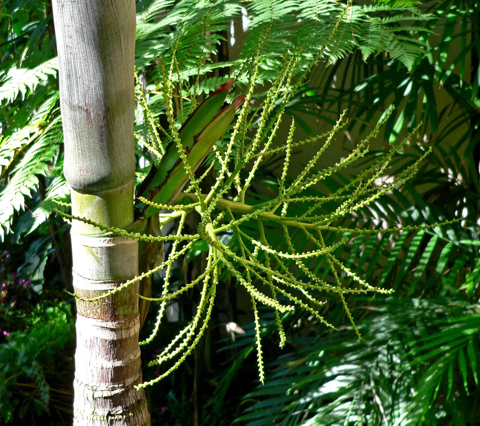 Alexander Palm (Ptychosperma Elegans) — single-trunked palm native to the rainforests of northern Queensland