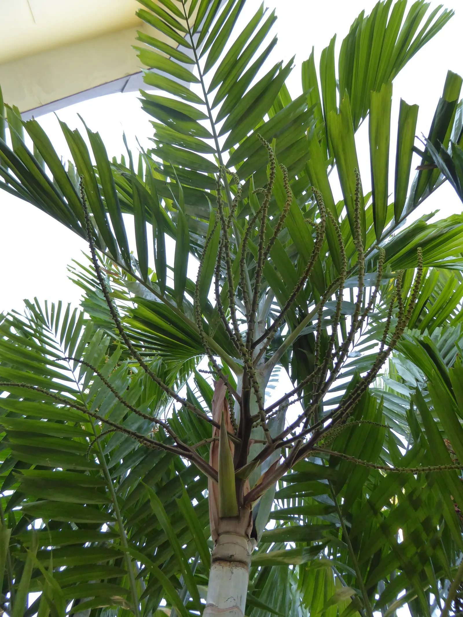 Alexander Palm (Ptychosperma Elegans) — with a slender trunk that measures around 10 to 12 inches in diameter
