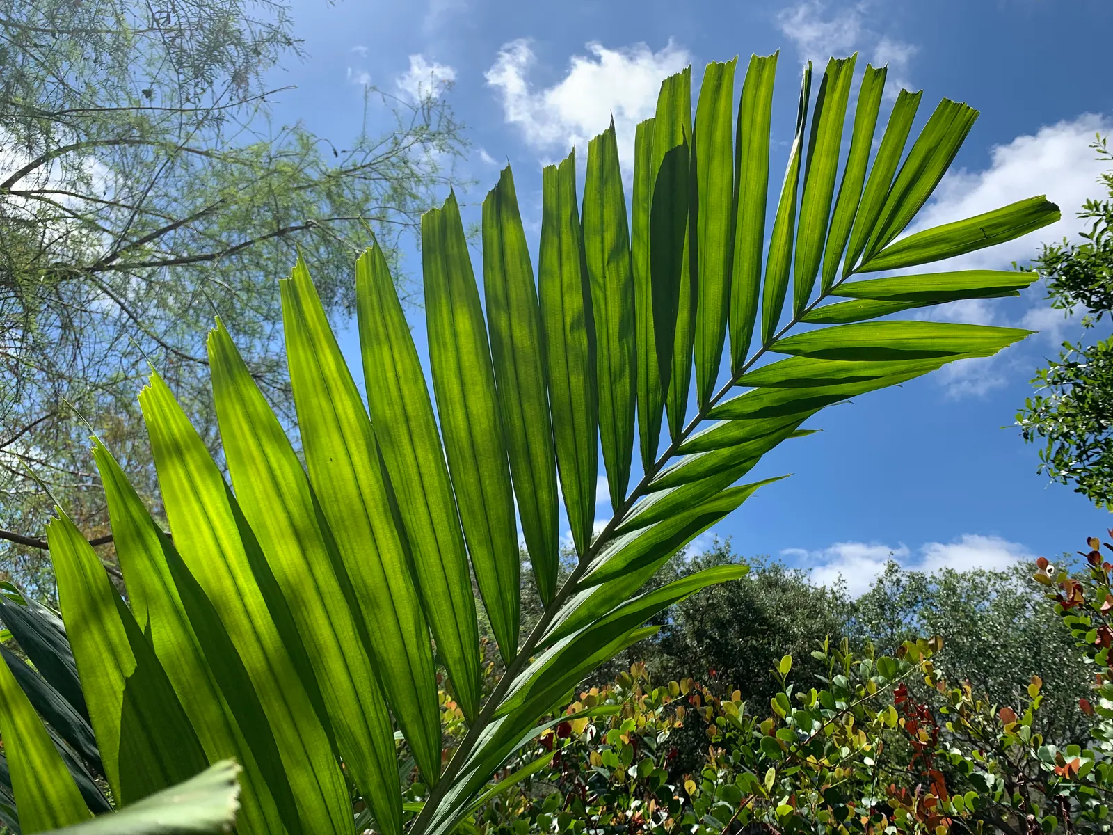 Alexander Palm (Ptychosperma Elegans) — typically reaching 20-25 feet high