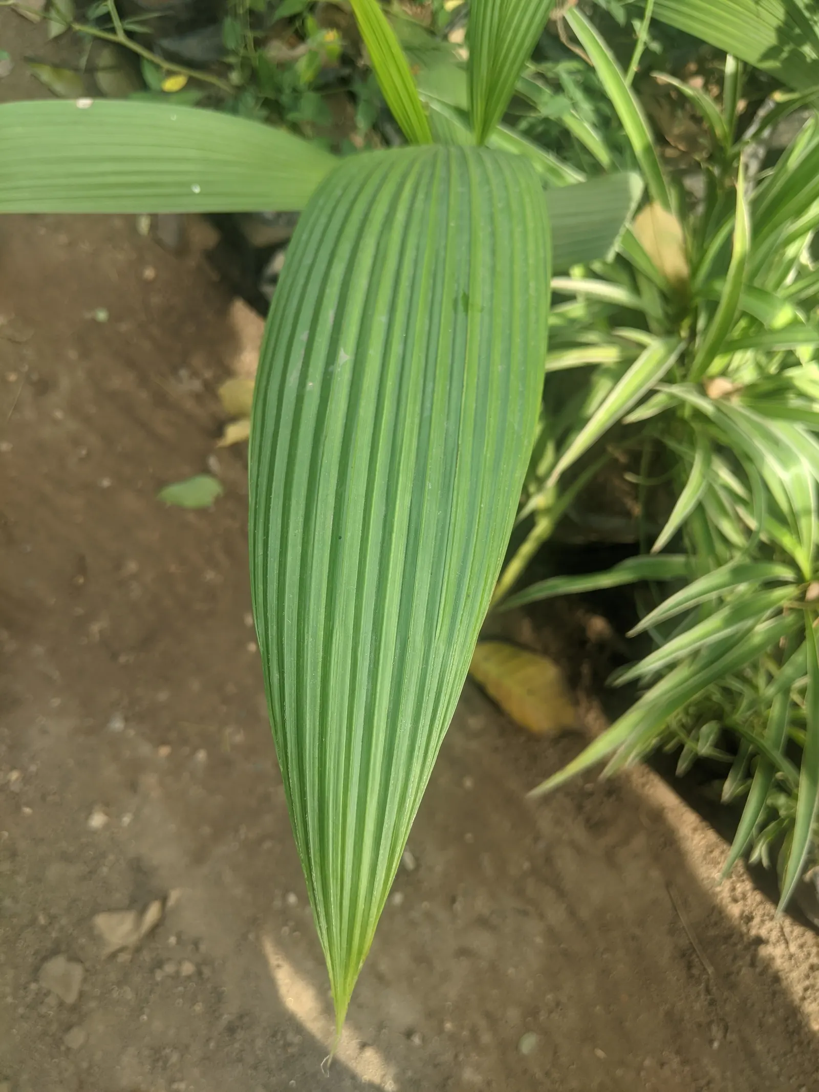 Alexander Palm (Ptychosperma Elegans) — This palm variety prefers a well-drained