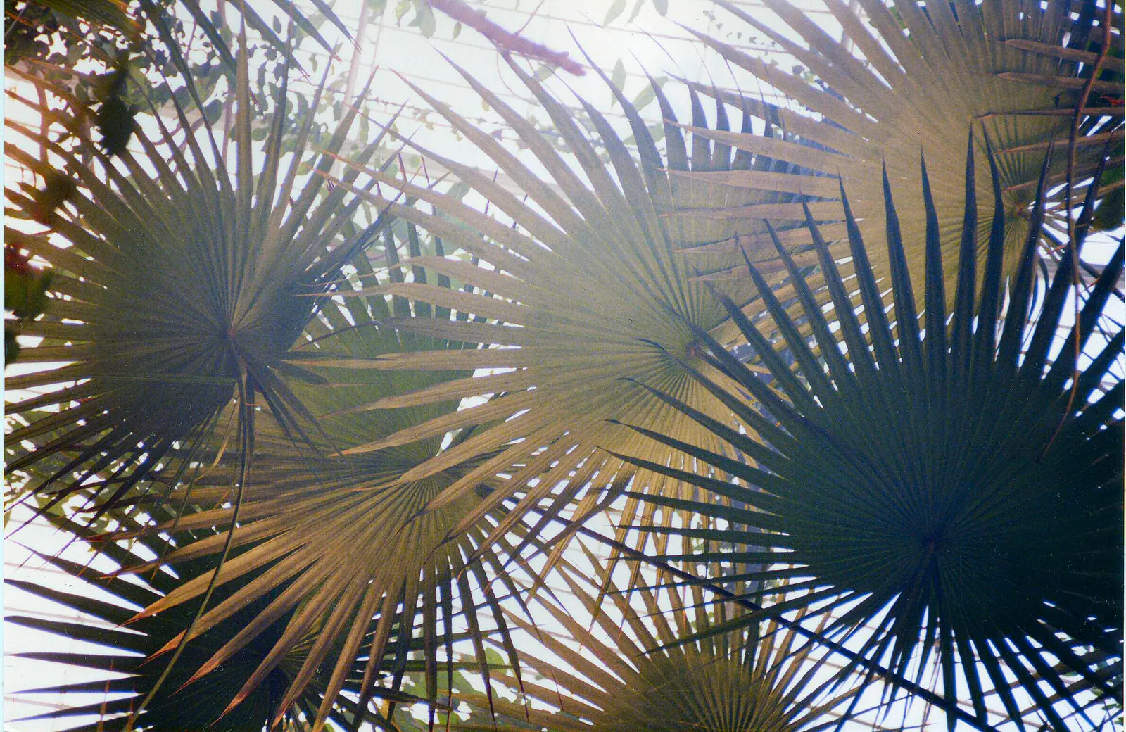 Alexander Palm (Ptychosperma Elegans) — the Alexander Palm boasts a canopy spread of roughly 6 to 8 feet