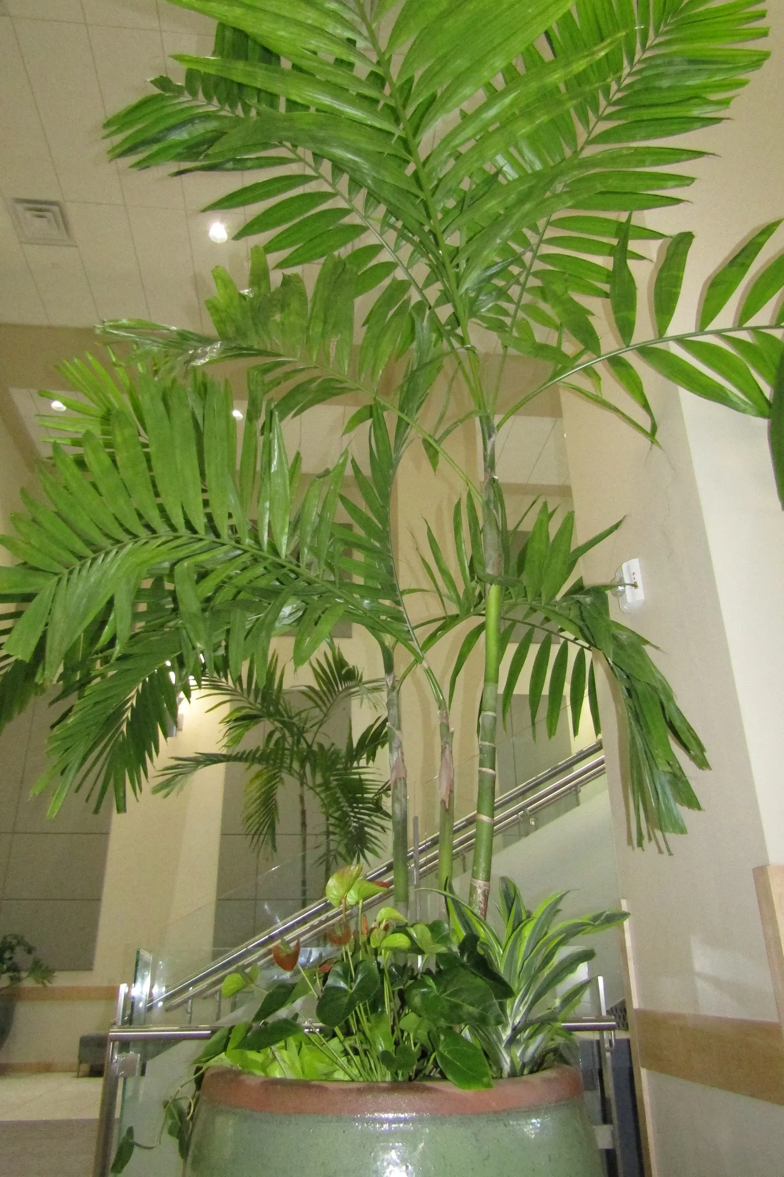 Alexander Palm (Ptychosperma Elegans) — it thrives in USDA zones 10-11