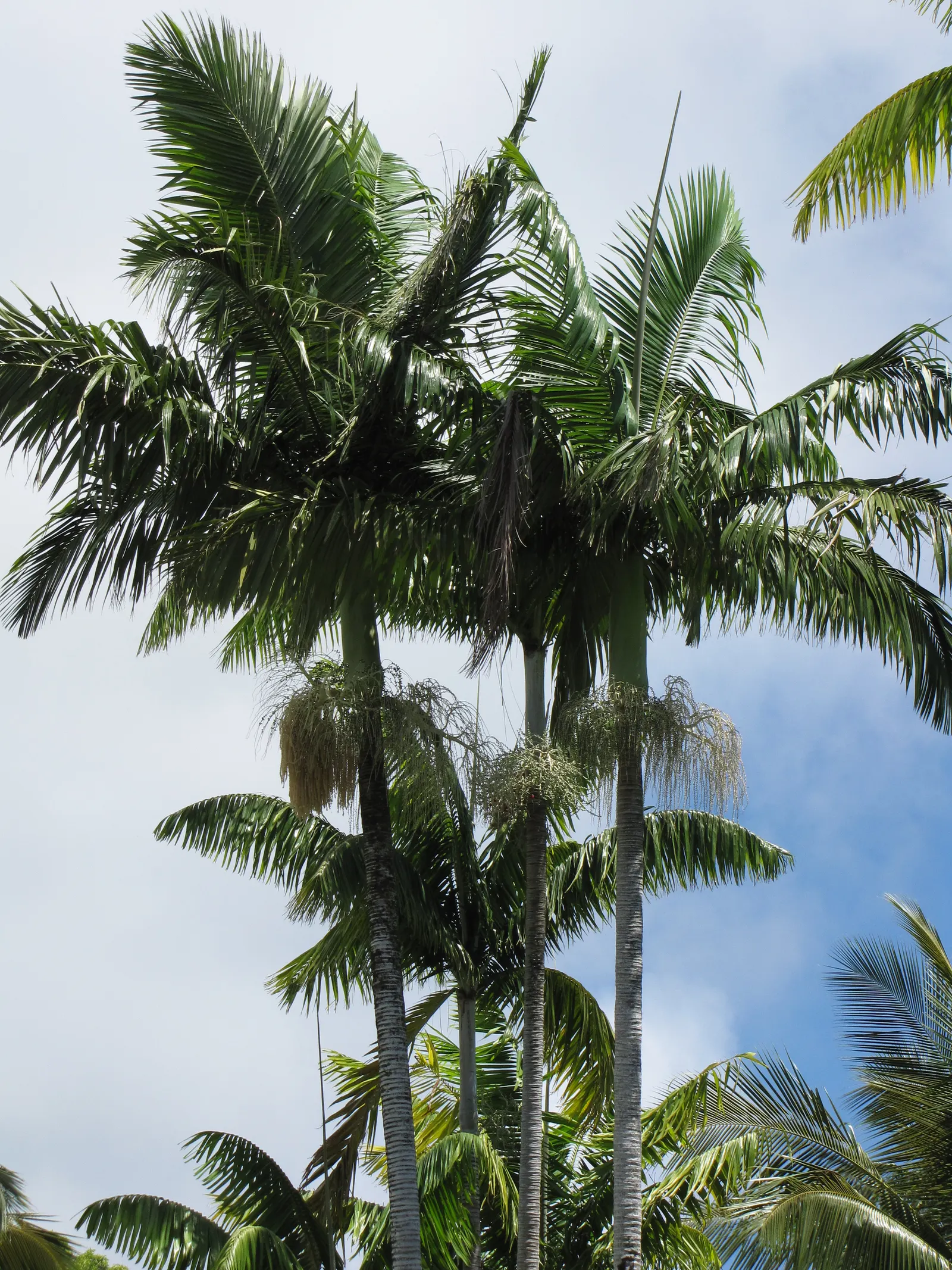 Alexander Palm (Ptychosperma Elegans) — scientifically known as Ptychosperma elegans