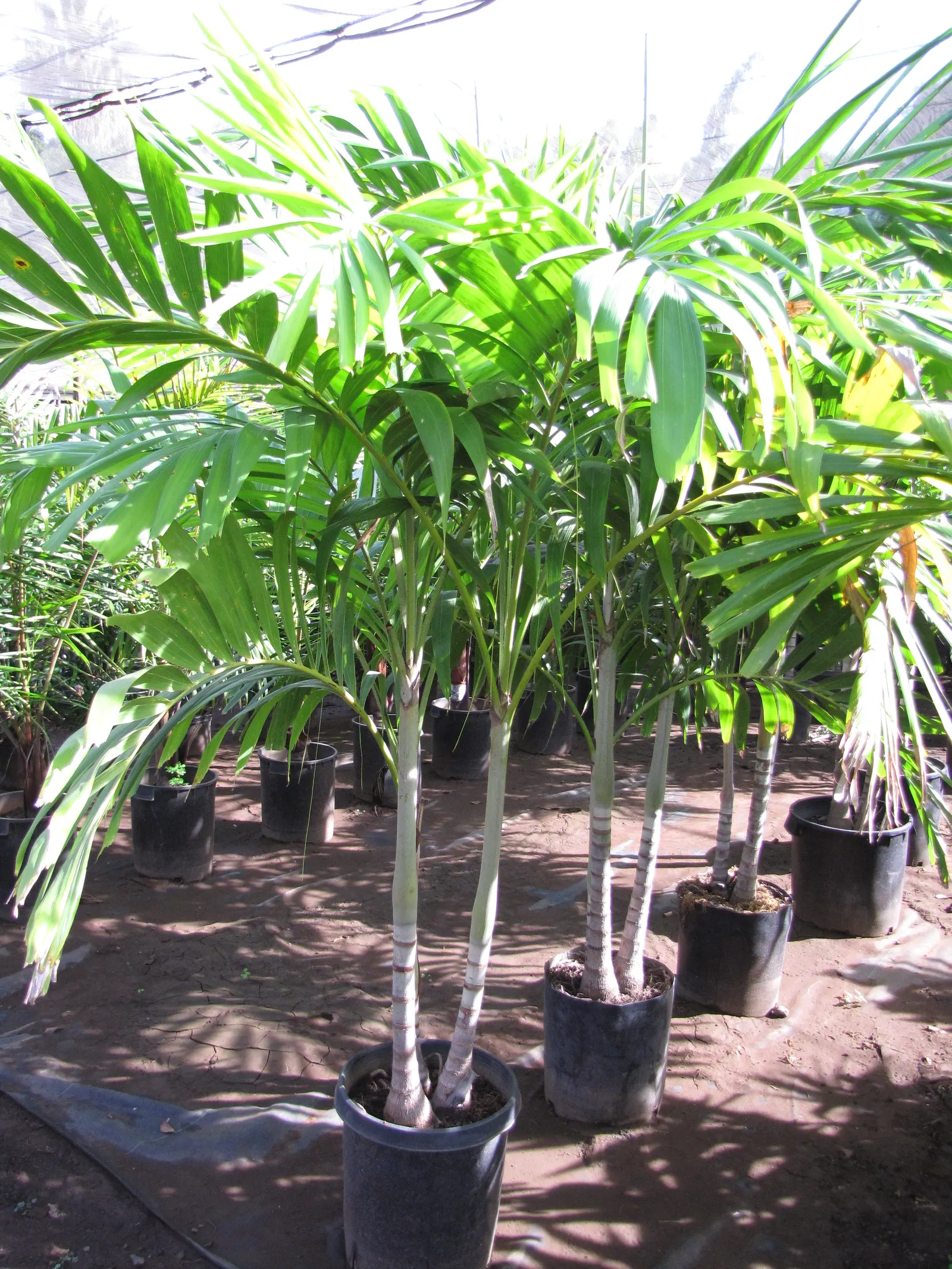 Alexander Palm (Ptychosperma Elegans) — This elegant palm typically reaches heights of between 20 to 30 feet
