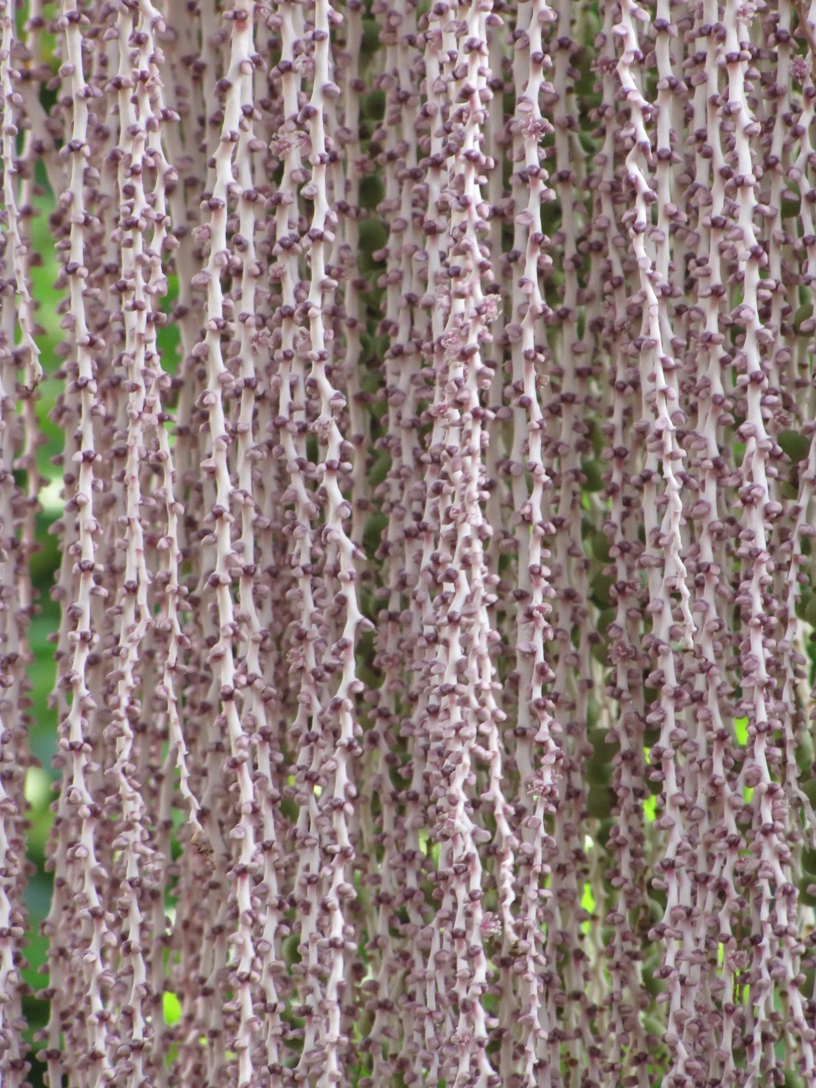 Alexander Palm (Ptychosperma Elegans) — Its smooth, ringed trunk supports a crown of feathery fronds, each up to 6-8 feet long