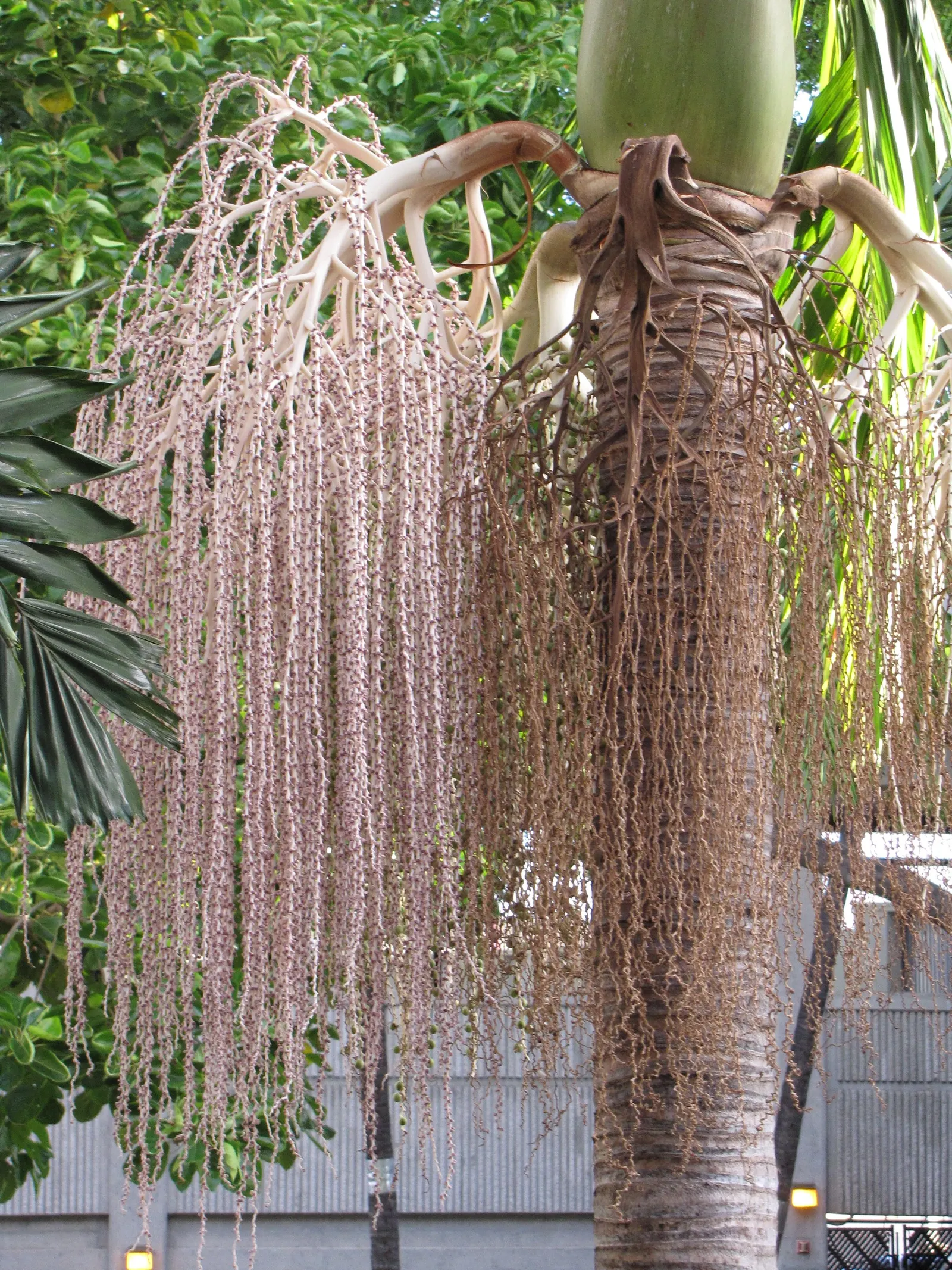 Alexander Palm (Ptychosperma Elegans) — prefers partial to full sun