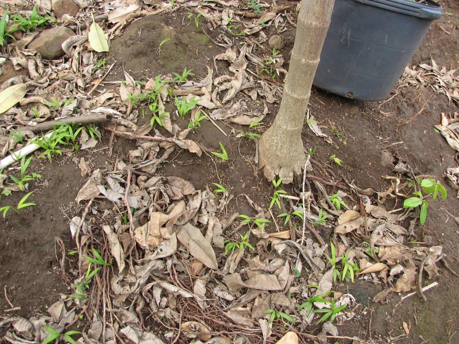Alexander Palm (Ptychosperma Elegans) — This palm is low-maintenance and suitable for planting in clusters or as a singular accent
