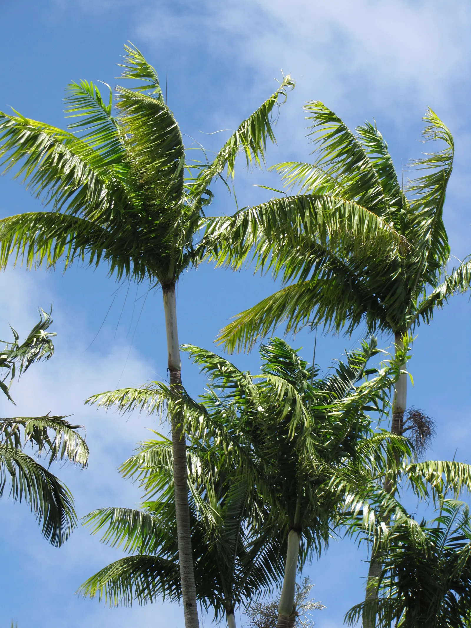 Alexander Palm (Ptychosperma Elegans) — Ideal for creating tropical landscapes