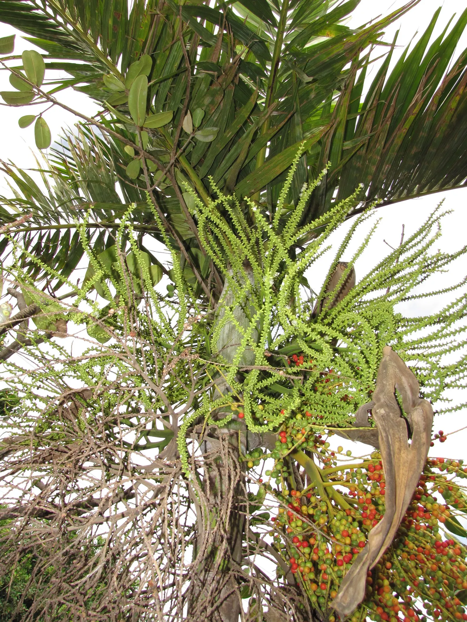 Alexander Palm (Ptychosperma Elegans) — slender palm native to Australia