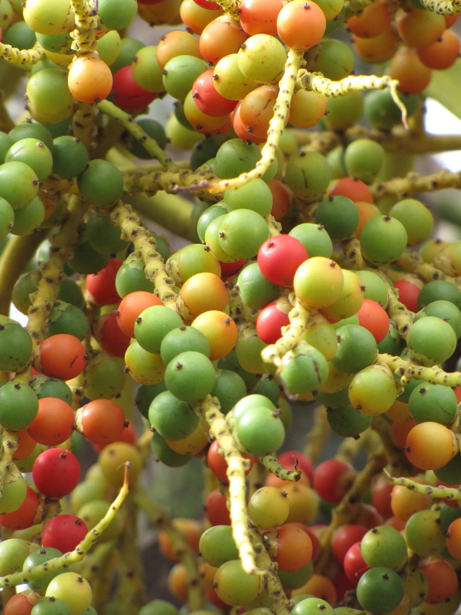 Alexander Palm (Ptychosperma Elegans) — extends approximately 2 to 4 feet in length