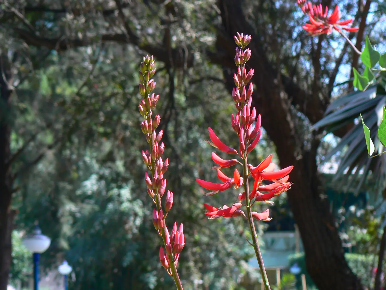 Shrub Coral Tree (Erythrina X Bidwillii) — pea-like flowers bursting atop its branches in late winter to early spring