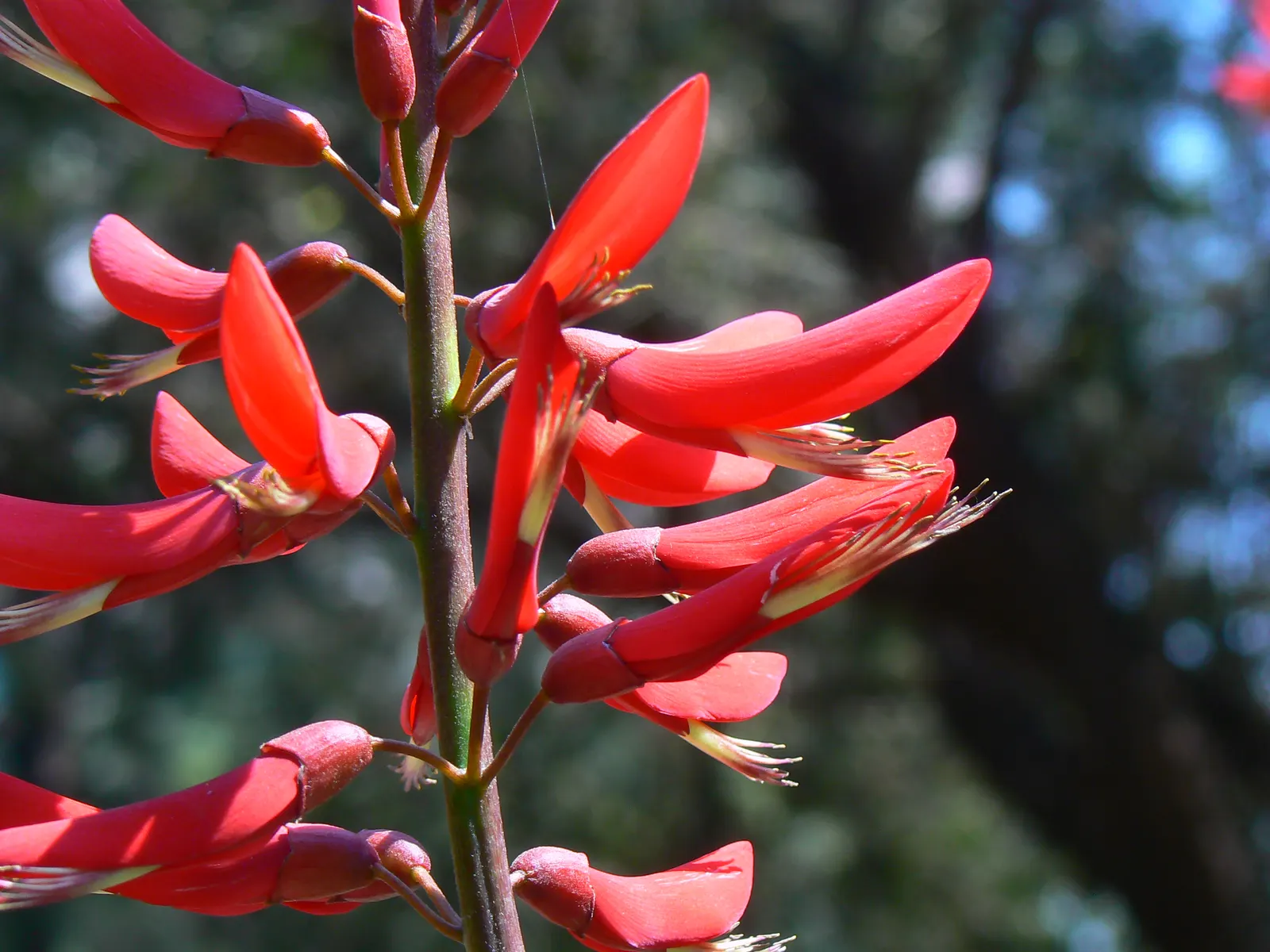 Shrub Coral Tree (Erythrina X Bidwillii) — adding ecological value to gardens
